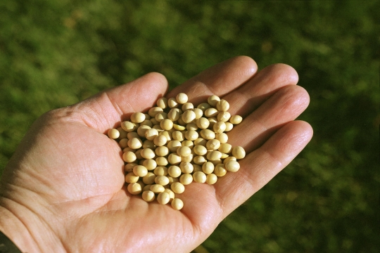hand holding grains